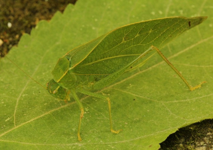 Lesser Angle-winged Katydid